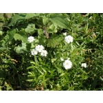 Achillea ptarmica 'Perle'